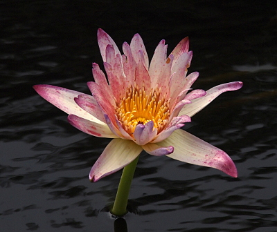 [Looking down on an open bloom which has pink-tipped white petals. There are long yellow stamen in the center of the bloom which is on a stalk sticking out of the water.]